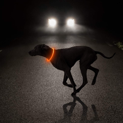 Collier Chien - DogCollarLight™ - Jaune